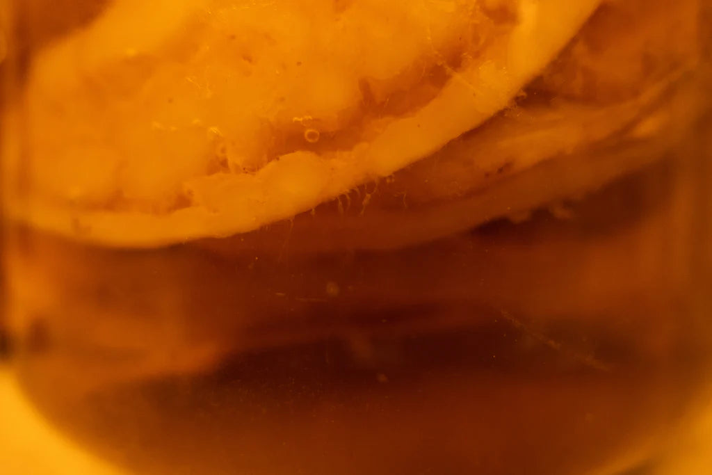 Da dove arriva la kombucha, perché fa bene e altre cosine interessanti